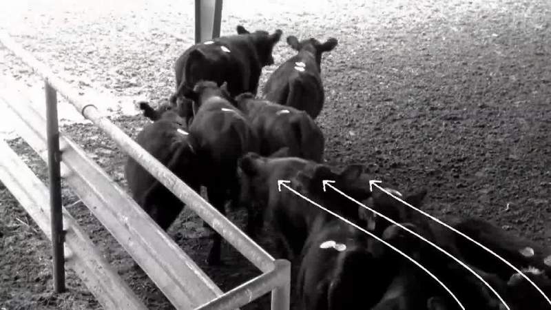 Cattle like curves