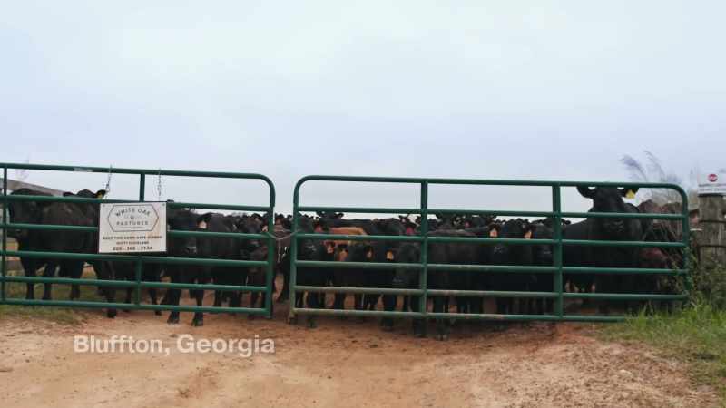 [cattle lowing]