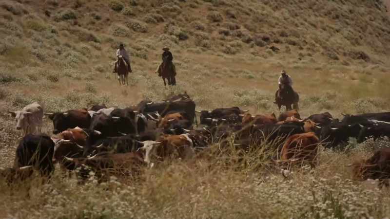 [CATTLE LOWING]
