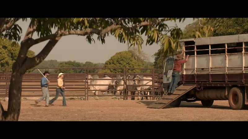 [cattle mooing]