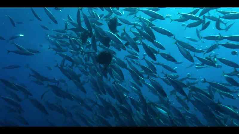 Causing deep-sea nutrients to well up to the surface