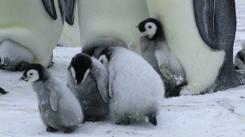 Cautiously, he approaches two chicks on their own