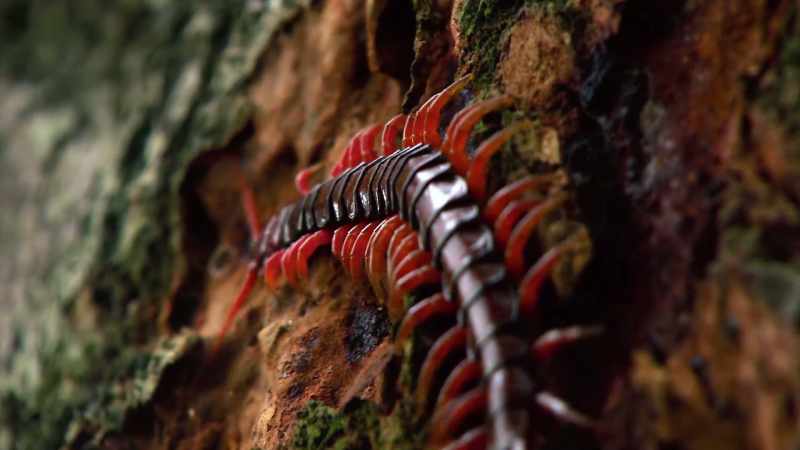 Centipedes thrive in dark, warm, humid environments