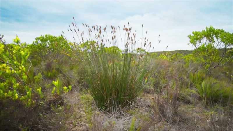 Ceratocaryum's spindly stems send their seeds flying