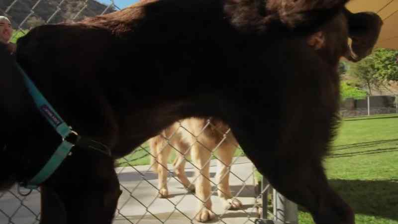 CESAR: Now, he's peeing to claim this territory