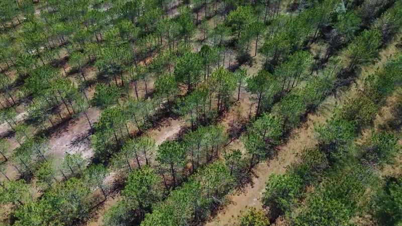 CHAD: And the logging is spreading invasive grasses