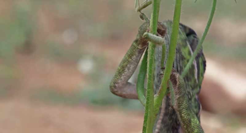 Chameleon relies on her camouflage for protection