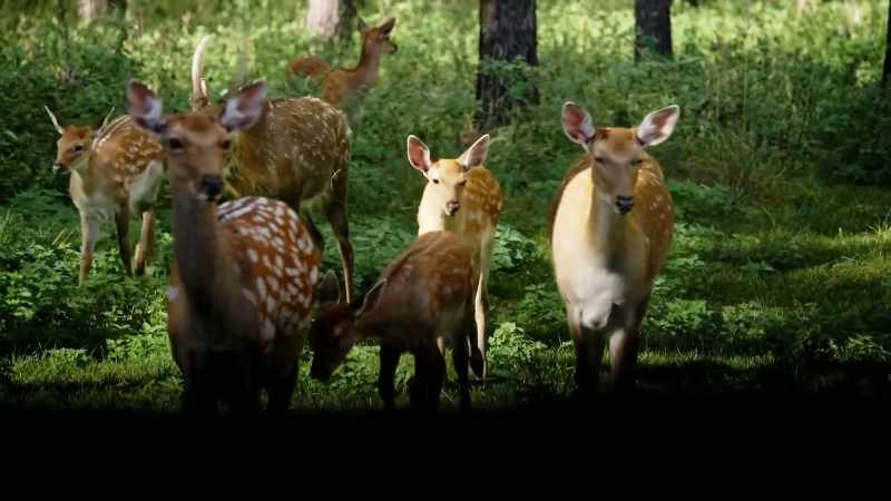 Changing your way of looking at animals