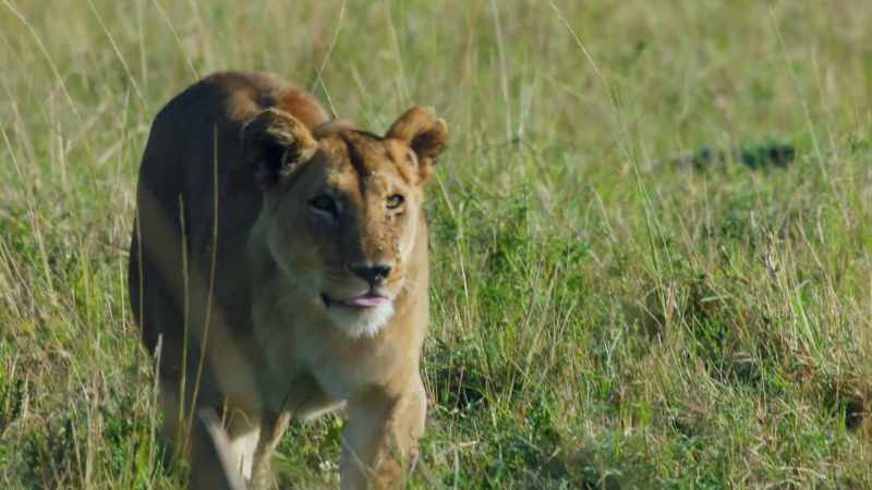 Charm has been away from the pride since giving birth