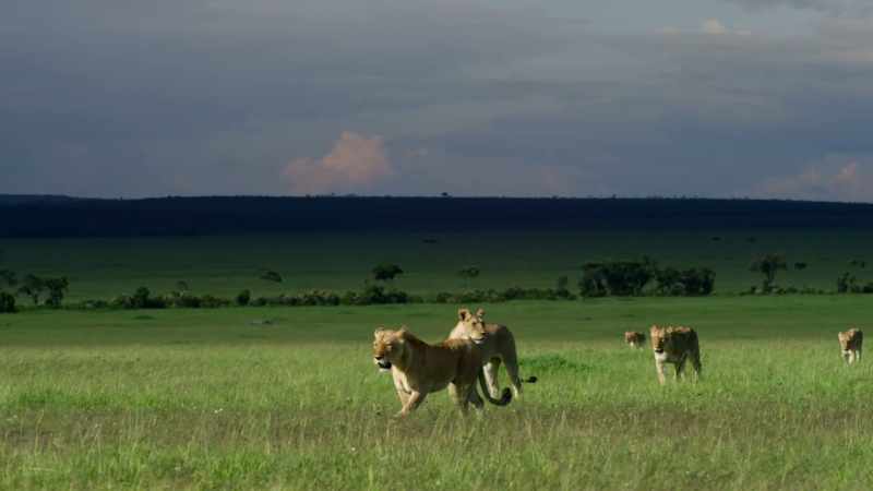Charm keeps the pride moving in a constant search for prey