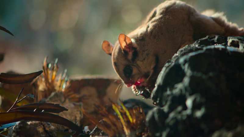 Charred insects will see him through until life returns to the forest
