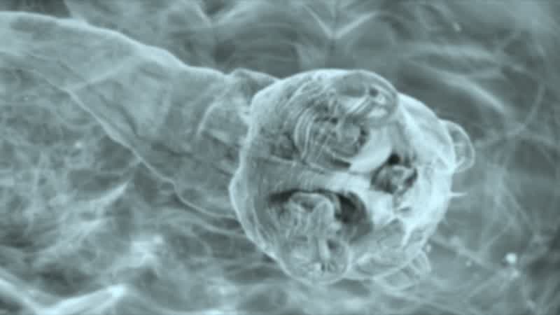 Chase: This here is a worm larva