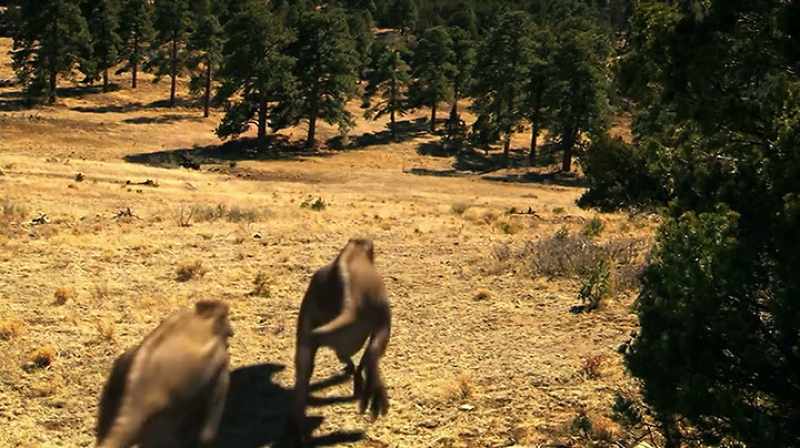 CHASING DOWN LARGE PREY AT 18 MILES PER HOUR