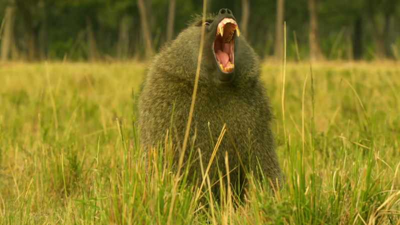 CHATTERING