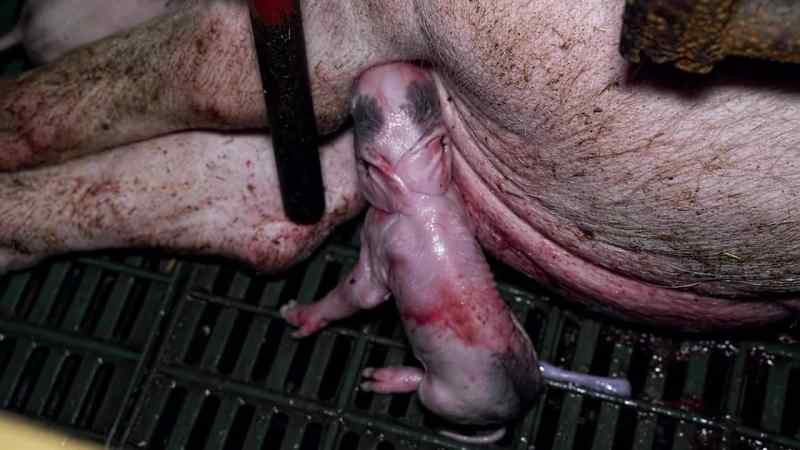 Check this out, she's just given birth