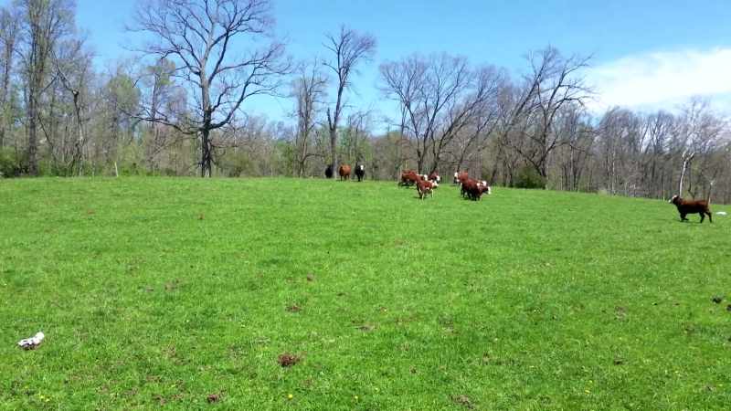 Check it out! Yeah, buddy! Grass-fed meat