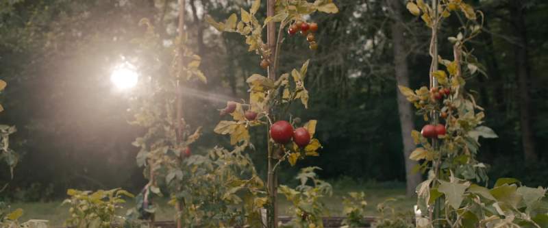 Check the robot's garden under the tomatoes