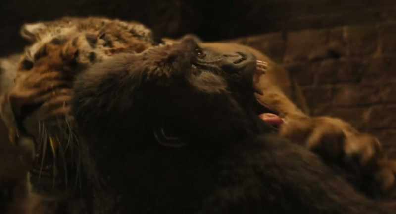 (Chee-Chee screaming)