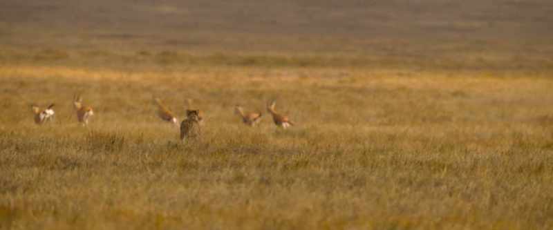 Cheetah are the fastest animals on land