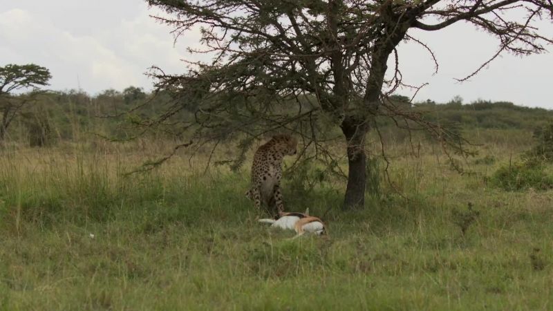 Cheetah mother, Kuleta, has made a kill