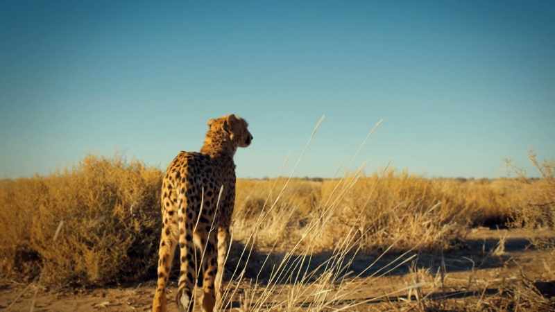 Cheetahs are living on a knife edge