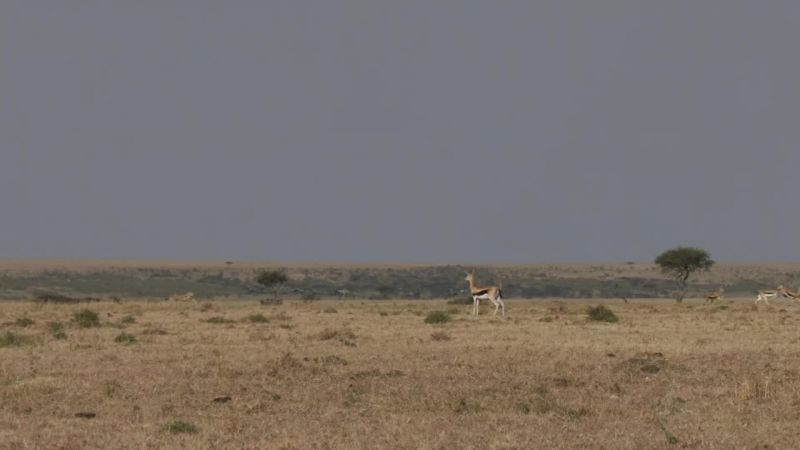 Cheetahs, have lightning acceleration