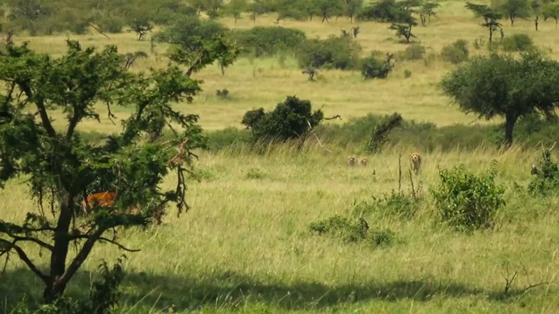 'Cheetahs usually avoid such large, heavily-armed prey