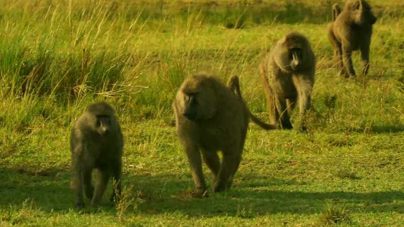 Cheka is being pursued by the leader