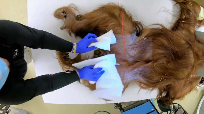 Chelsea: Sometimes when the animals are under