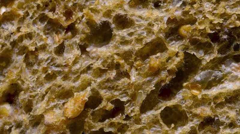 Chemicals that are produced by fungus