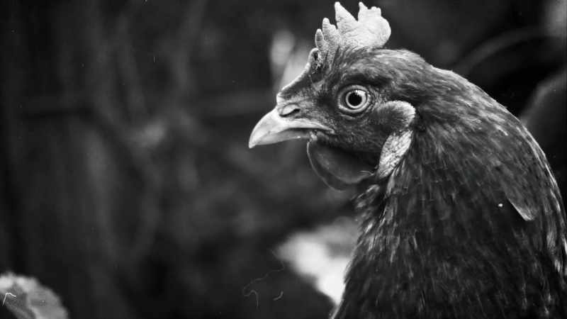 (chicken clucking)
