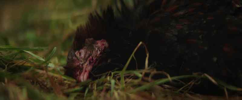 (chicken screeching) (dramatic music)