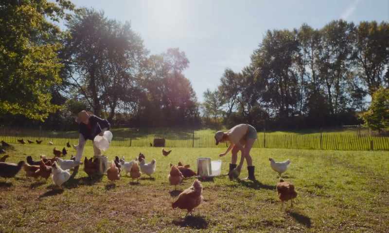 [CHICKENS CLUCK]