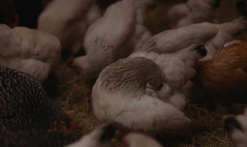 [CHICKENS CLUCK]