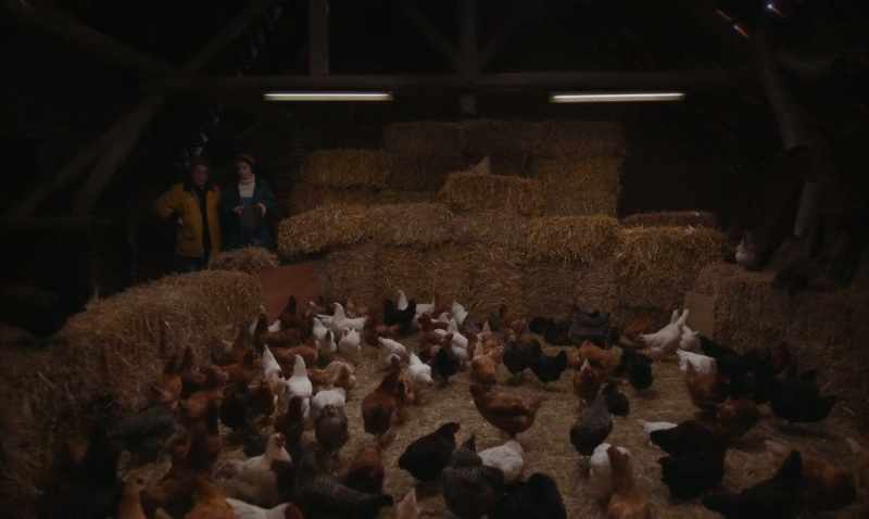 [CHICKENS CLUCK]