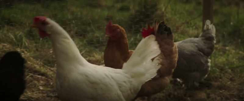 (chickens clucking)