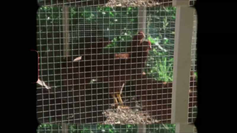 [chickens clucking]