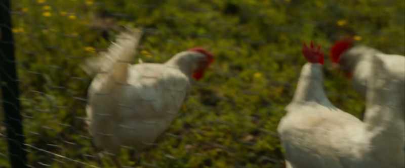 [chickens clucking]