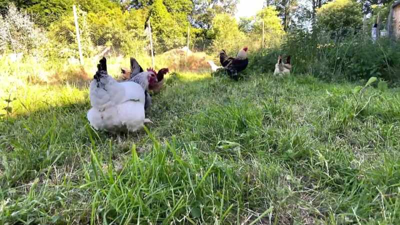 (chickens clucking)