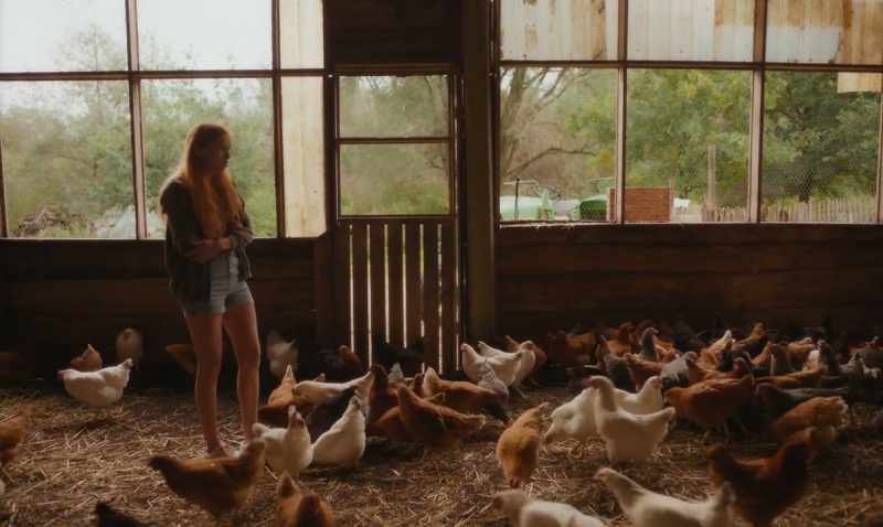 [CHICKENS SQUAWK]