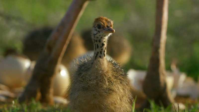 CHICKS CHIRP