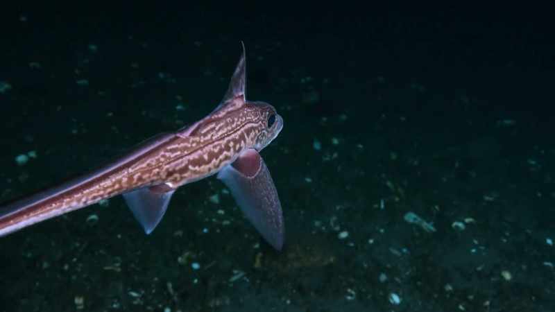 Chimaera, an ancient relative of the shark