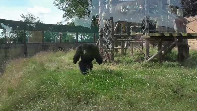 (chimpanzee screeching)