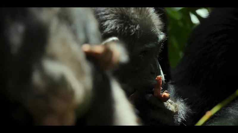 Chimpanzees don't conserve resources