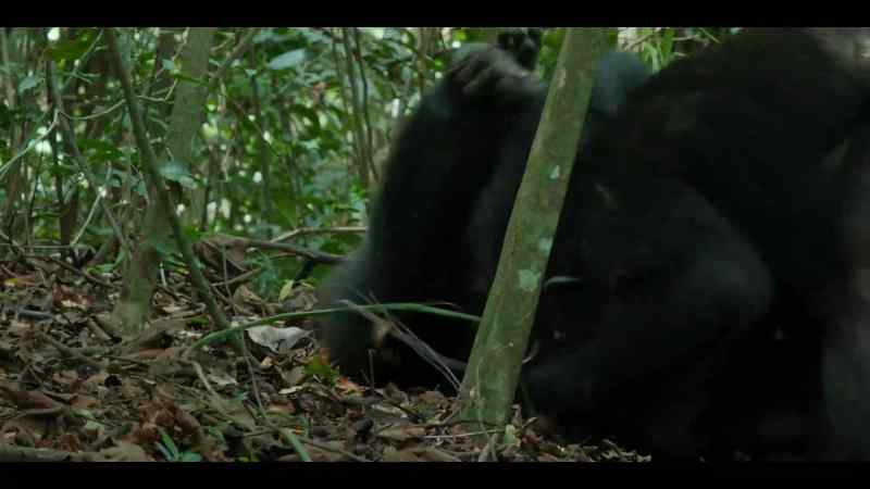 Chimps change as they get older