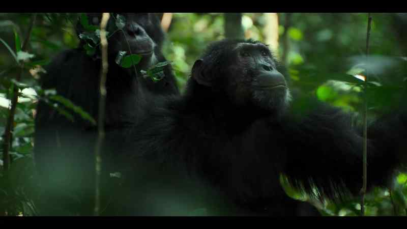 Chimps don't always hunt because they are hungry