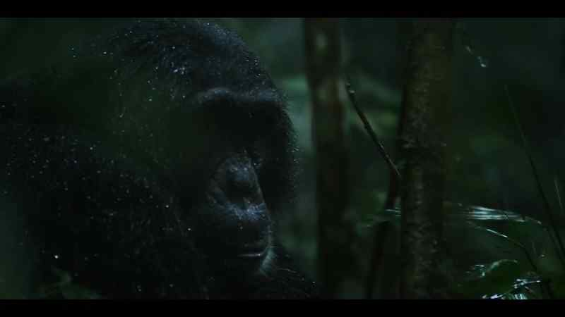 Chimps don't normally do much in the rain