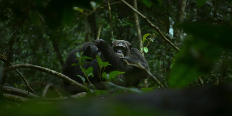 Chimps and their ancestors