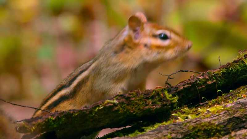 [chipmunk chitters]