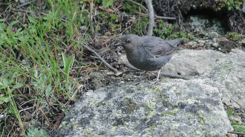 [chirp]